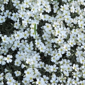 Snow in Summer Flower Seeds Cerastium Tomentosum 200Seeds afbeelding 2