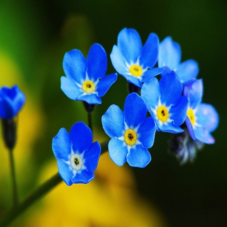 Forget Me Not Blue Flower Seeds Myosotis Alpestris Blue 200Seeds image 1