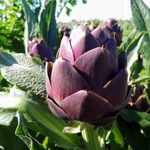 Artichoke Purple Romagna Vegetable Seeds (Cynara Scolymus) 20+Seeds