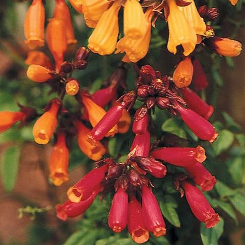 Chilean Glory Vine Seeds Eccremocarpus Scaber Mix 100Seeds image 2