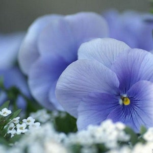 Pansy Clear Light Blue Flower Seeds (Viola x Wittrockiana) 50+Seeds