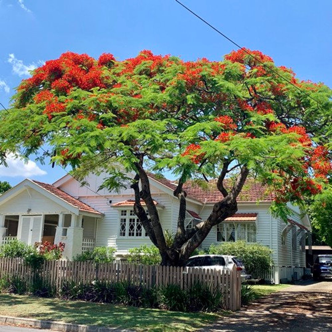 Royal Poinciana Tree Seeds delonix Regia 5seeds Etsy