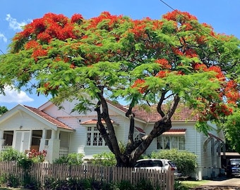 Royal Poinciana Tree Seeds (Delonix regia) 5+Seeds