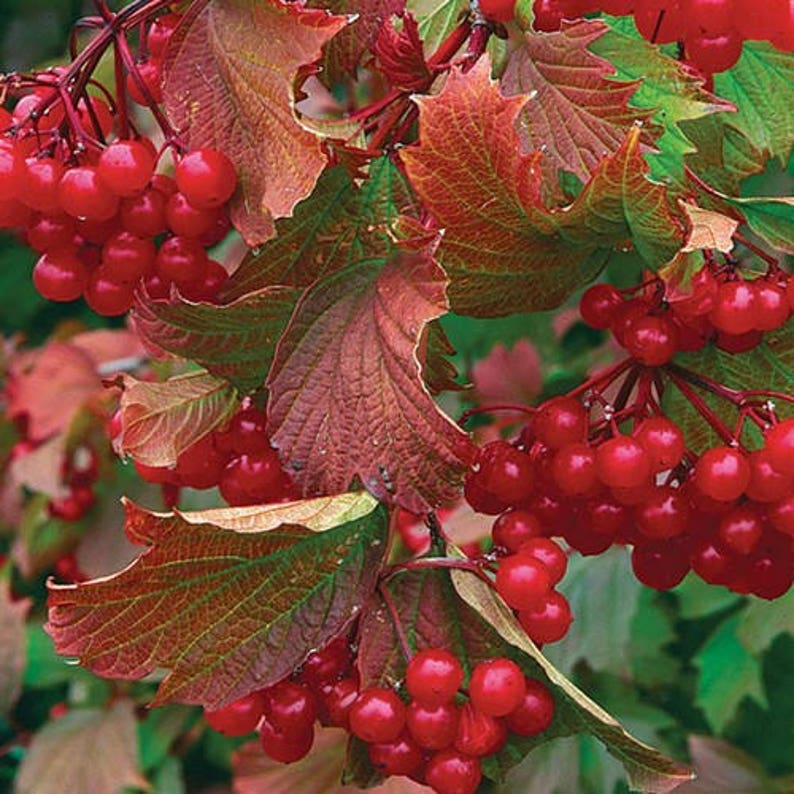 Cranberry Bush Viburnum