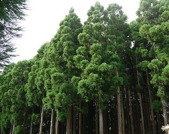 Japanese Red Cedar Tree Seeds (Cryptomeria japonica) 50+Seeds