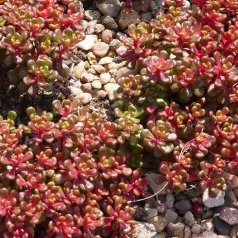 Sedum Oregon Stonecrop Succulent Seeds Sedum Oreganum 50Seeds image 3