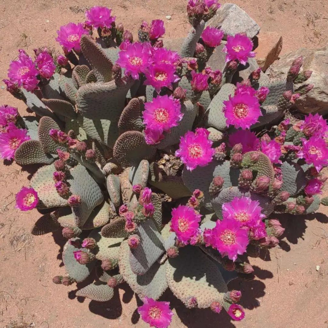 Beavertail Cactus Seeds (opuntia Basilaris) 20+seeds - Etsy