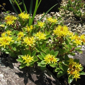 Sedum Aizoon Succulent Seeds Sedum Aizoon 50Seeds image 1