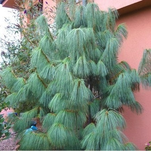 Himalayan White Pine Tree Seeds Pinus wallichiana 20Seeds image 1