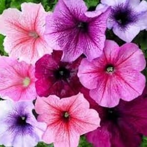 Petunia Veined Mix Flower Seeds (Petunia Multiflora F2) 100+Seeds