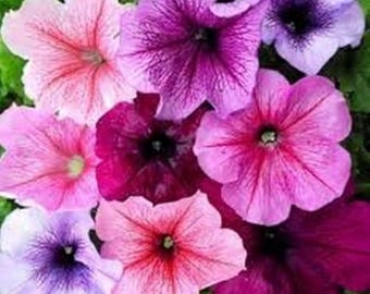 Petunia Veined Mix Flower Seeds (Petunia Multiflora F2) 100+Seeds