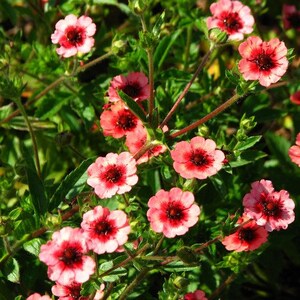 Cinquefoil Miss Willmott Flower Seeds Potentilla Nepalensis 50Seeds image 2