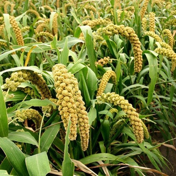 Foxtail Millet Hylander Ornamental Grass Seeds Setaria