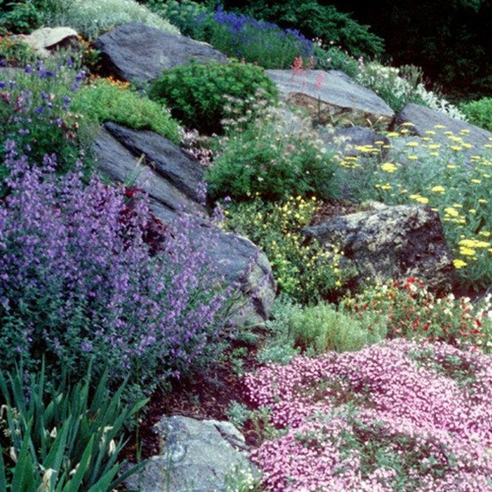 5+ Perennials For Rock Garden Rock Garden Perennials Flower Seeds 200+seeds - Etsy