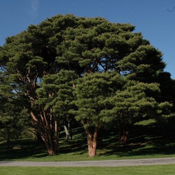 Japanese Red Pine Tree Seeds (pinus Densiflora) 20+seeds - Etsy Canada