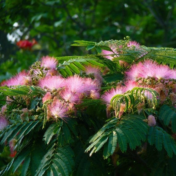 Persian Silk Tree Seeds Albizia Julibrissin 15seeds Etsy Persian Silk Tree Seeds Albizia Julibrissin 15seeds Etsy