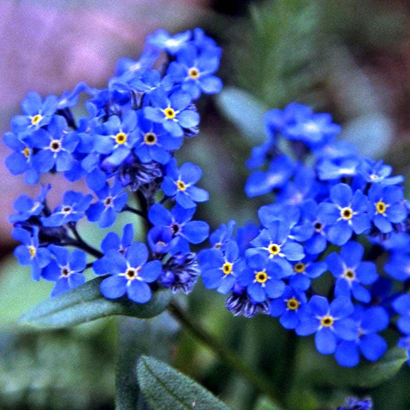 40s forget me not 勿忘草 ブレスレット 海軍 陸軍 19cm 40s forget me not 勿忘草 ブレスレット 海軍 陸軍 19cm