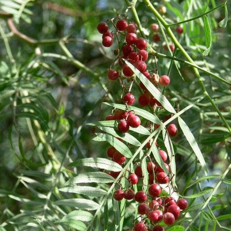 Peruvian Pepper Tree Seeds Schinus molle 10Seeds image 1