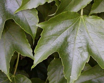 Boston Ivy Vine Seeds (Parthenocissus tricuspidata) 30+Seeds