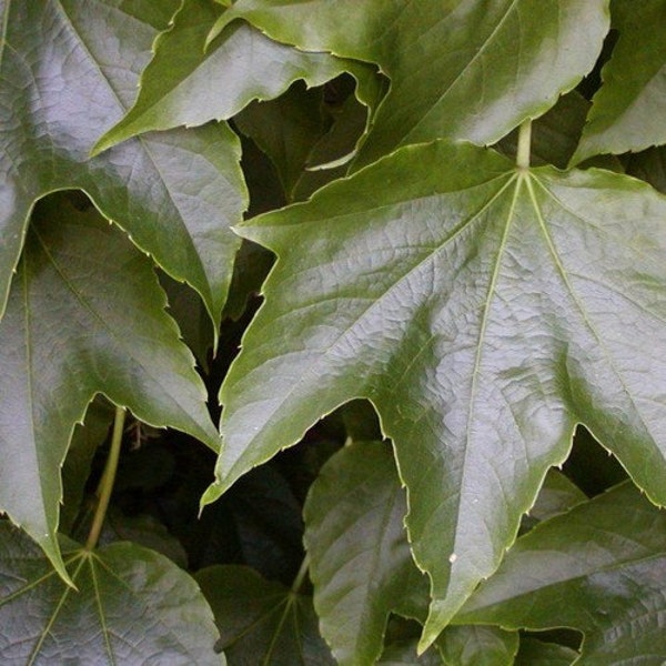 Boston Ivy Vine Seeds (Parthenocissus tricuspidata) 30+Seeds
