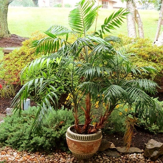 Parlor Palm Tree Seeds (Chamaedorea elegans) 10+Seeds