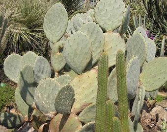 Giant Silver Dollar Cactus Seeds (Opuntia Robusta) 25+Seeds