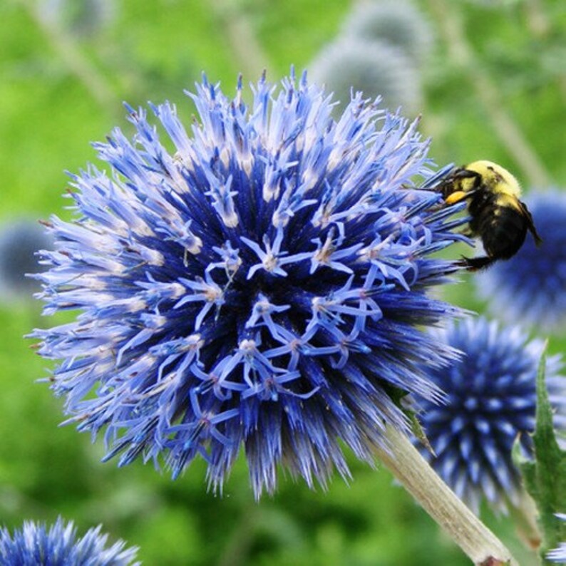 Semi di cardo selvatico di globo blu fiore Echinops Ritro ...