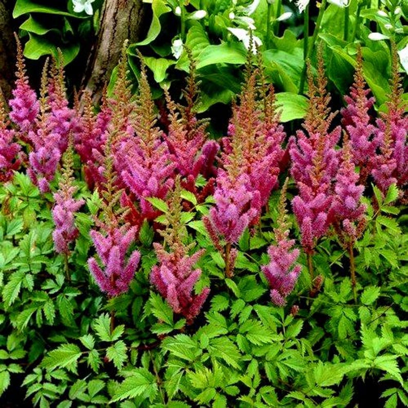 UnderTheSunSeeds Astilbe Pumila Flower Seeds - Thumbnail 3