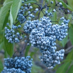 Blue Elderberry Bush Seeds (Sambucus caerulea) 30+Seeds