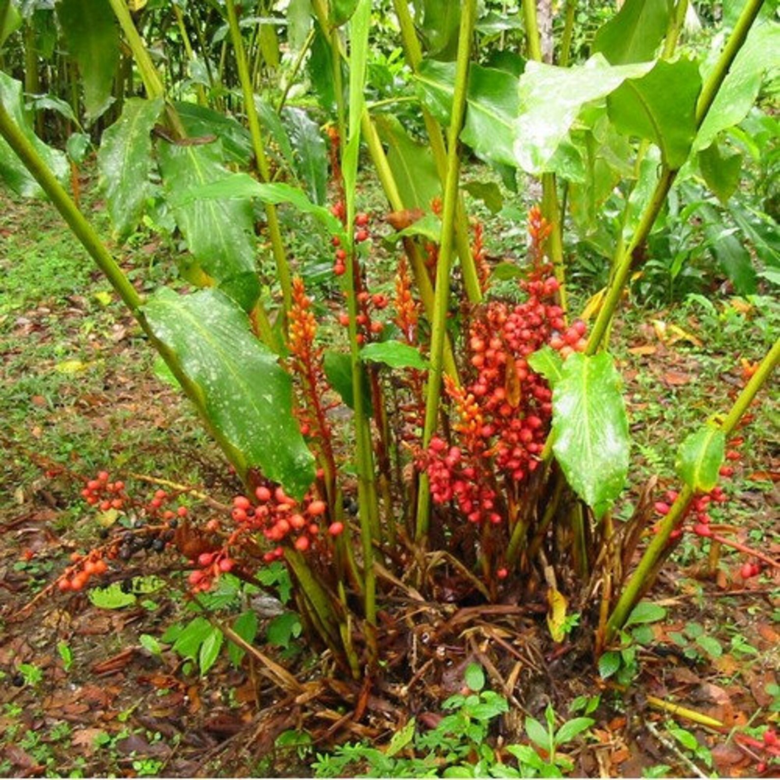 Tasty Ginger Plant Seeds Renealmia alpinia 20Seeds Etsy