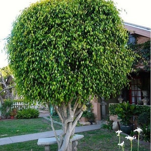 Weeping Fig Ficus Tree Seeds Ficus benjamina 25Seeds image 2