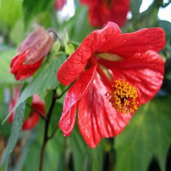 15+ Lilac / Lavender Abutilon Flowering Maple Flower Seeds / Perennial