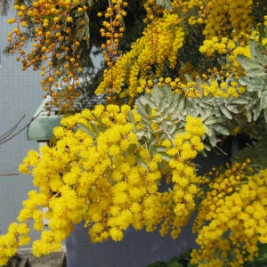 Golden Mimosa Tree Seeds (Acacia Baileyana) 20+Seeds