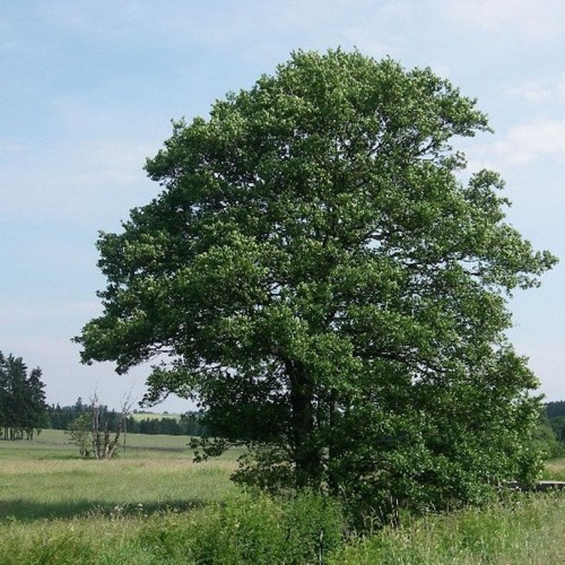 European Alder Tree Seeds Alnus glutinosa 50Seeds image 1