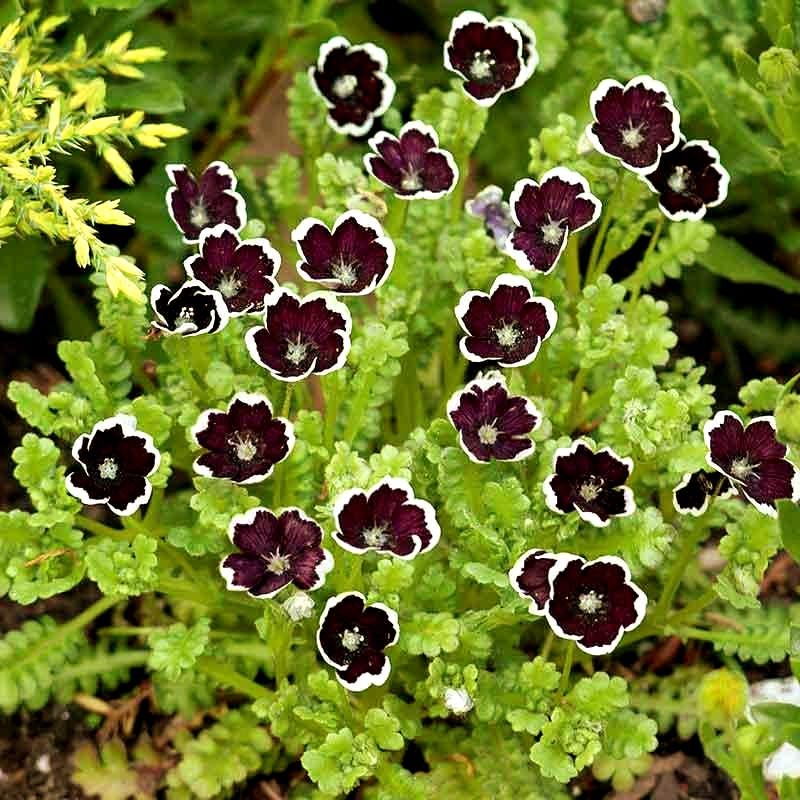 Nemophila Flower - Etsy