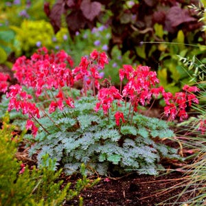 Fringed Bleeding Heart Plant Seeds (Dicentra Eximia) 10+Seeds