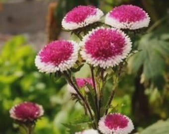 Aster Hi-no-maru Flower Seeds (Callistephus Tall Pompon) 50+Seeds