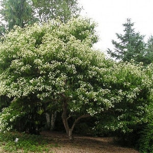 Seven Son Flower Tree Seeds (HEPTACODIUM miconioides) 20+Seeds