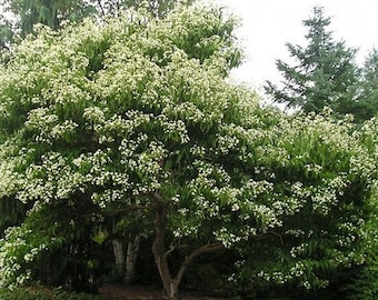 Seven Son Flower Tree Seeds (HEPTACODIUM miconioides) 20+Seeds