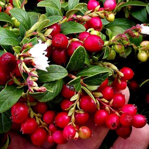 Mountain Cranberry Bush Seeds (Vaccinium Vitis-idaea) 50+Seeds