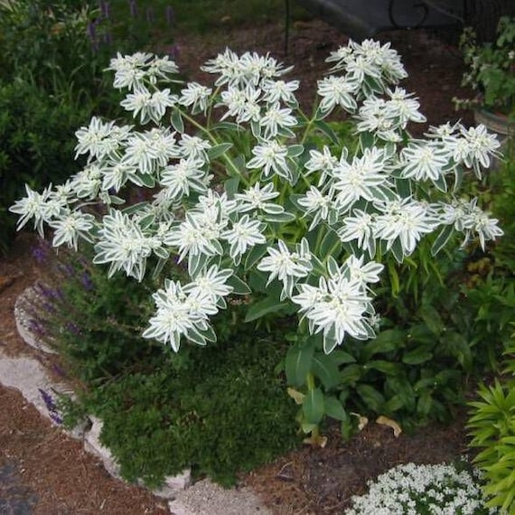 Euphorbia Snow On The Mountain Flower Seeds (Euphorbia Marginata) 30+Seeds  - Etsy sterreich