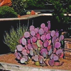 Purple Prickly Pear Cactus Seeds (Opuntia violacea v. santa rita) 20+Seeds