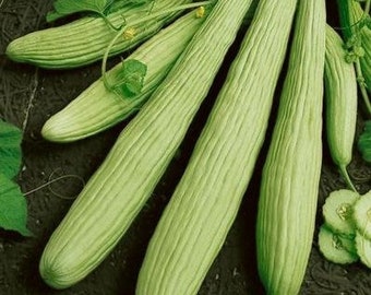 Cucumber Armenian Yard Long Vegetable Seeds (Cucumis melo) 20+Seeds