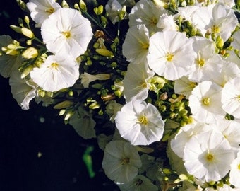 Tree Morning Glory Seeds (Convolvulus floridus) 25+Seeds