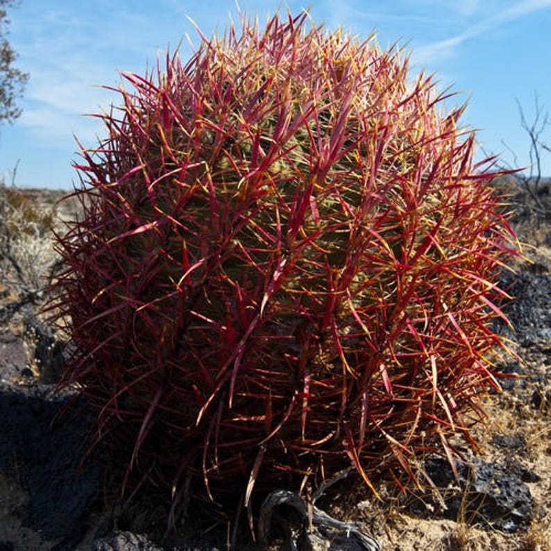 California Barrel Cactus Seeds Ferocactus acanthodes 20Seeds image 2