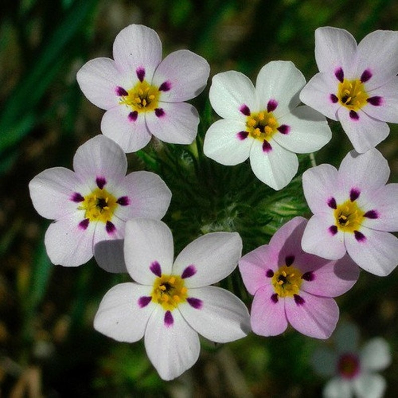 False Baby Stars Mix Flower Seeds Leptosiphon Hybrida 200 Seeds image 2