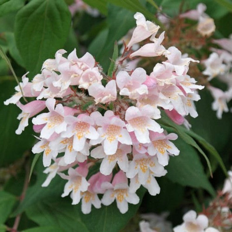 Beauty Bush Seeds Kolkwitzia amabilis 25Seeds image 2