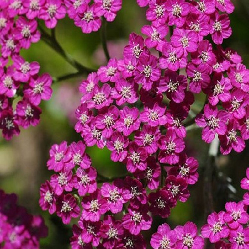 200+Seeds Yarrow Cerise Queen Flower Seeds Achillea millefolium