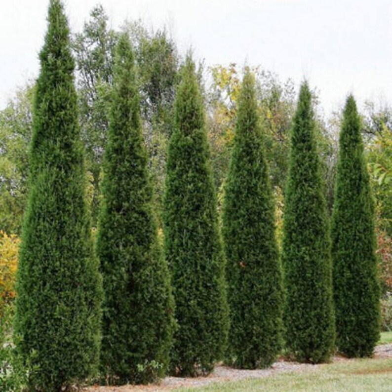 Eastern Red Cedar Tree Seeds juniperus Virginiana 25seeds Etsy