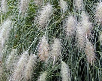 Chinese Fountain Grass Seeds (Pennisetum alopecuroides) 25+Seeds